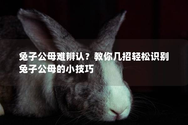 兔子公母难辨认？教你几招轻松识别兔子公母的小技巧