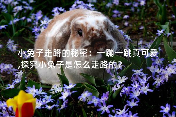 小兔子走路的秘密：一蹦一跳真可爱,探究小兔子是怎么走路的？