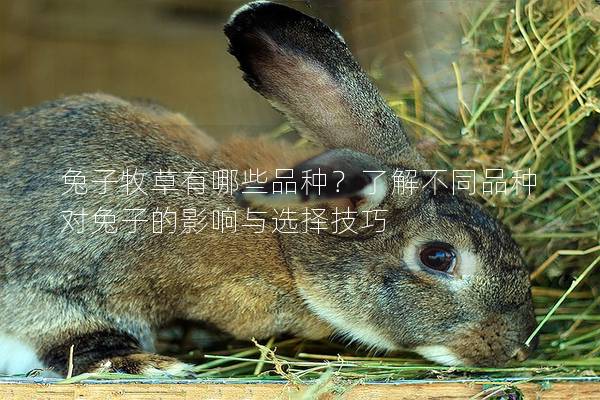 兔子牧草有哪些品种？了解不同品种对兔子的影响与选择技巧
