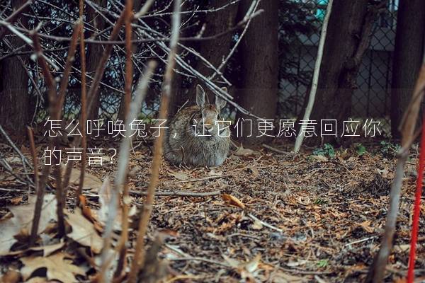 怎么呼唤兔子，让它们更愿意回应你的声音？