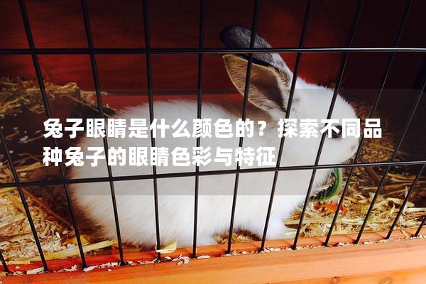 兔子眼睛是什么颜色的？探索不同品种兔子的眼睛色彩与特征