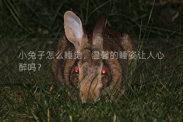 小兔子怎么睡觉，温馨的睡姿让人心醉吗？