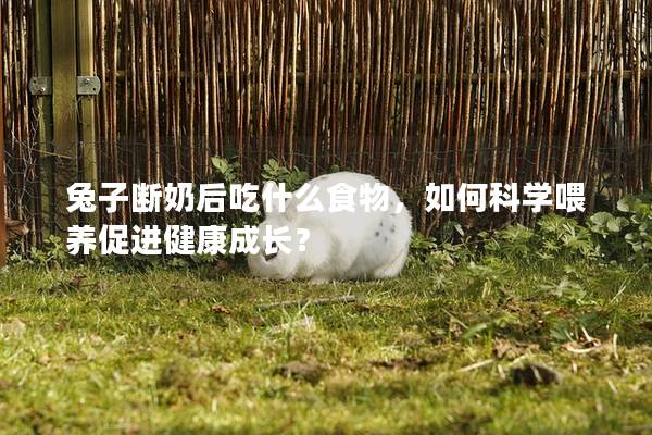 兔子断奶后吃什么食物，如何科学喂养促进健康成长？