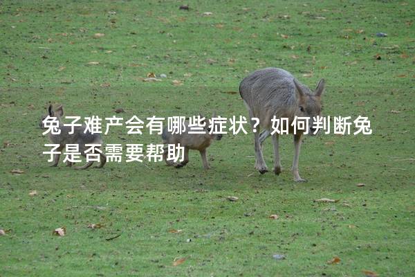 兔子难产会有哪些症状？如何判断兔子是否需要帮助