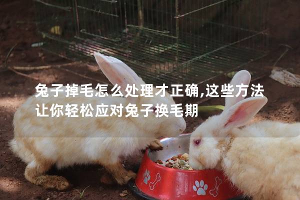 兔子掉毛怎么处理才正确,这些方法让你轻松应对兔子换毛期