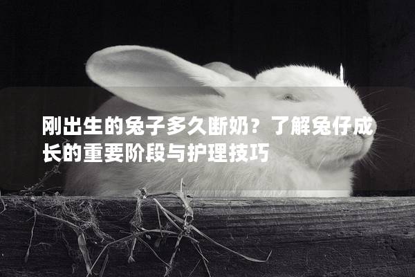 刚出生的兔子多久断奶？了解兔仔成长的重要阶段与护理技巧