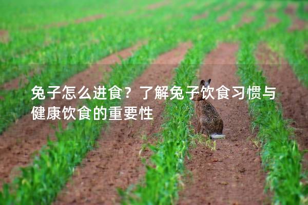 兔子怎么进食？了解兔子饮食习惯与健康饮食的重要性