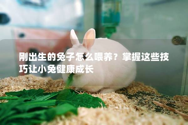 刚出生的兔子怎么喂养？掌握这些技巧让小兔健康成长