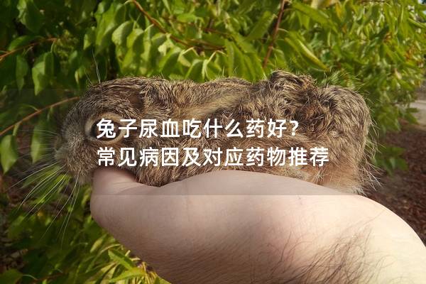 兔子尿血吃什么药好？ 常见病因及对应药物推荐
