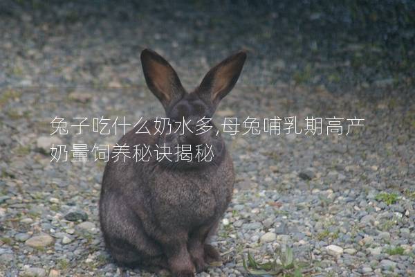 兔子吃什么奶水多,母兔哺乳期高产奶量饲养秘诀揭秘