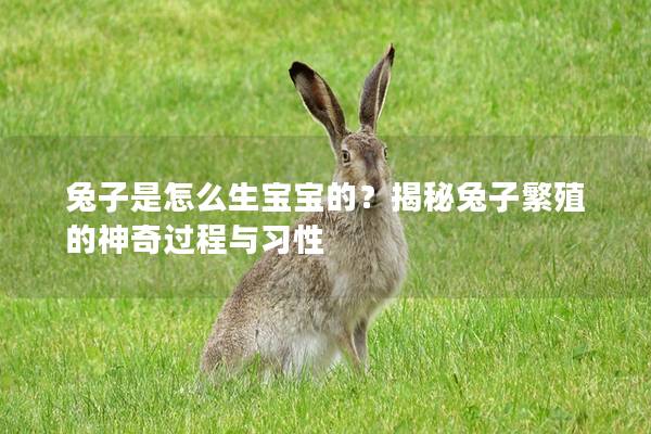 兔子是怎么生宝宝的？揭秘兔子繁殖的神奇过程与习性