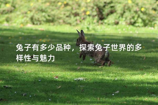兔子有多少品种，探索兔子世界的多样性与魅力