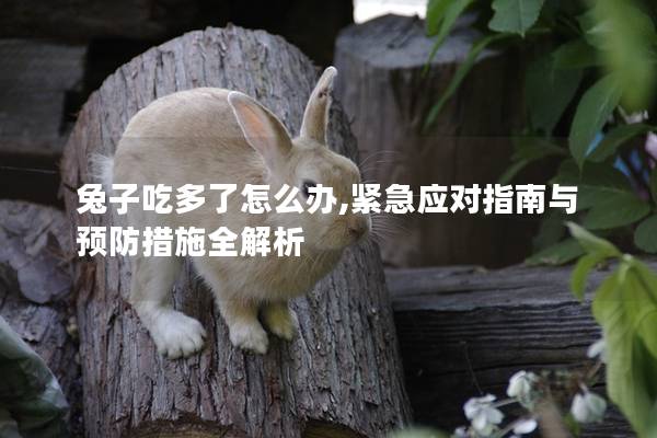 兔子吃多了怎么办,紧急应对指南与预防措施全解析