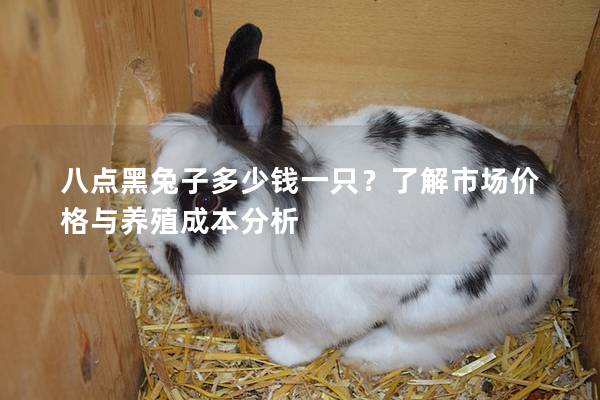 八点黑兔子多少钱一只？了解市场价格与养殖成本分析