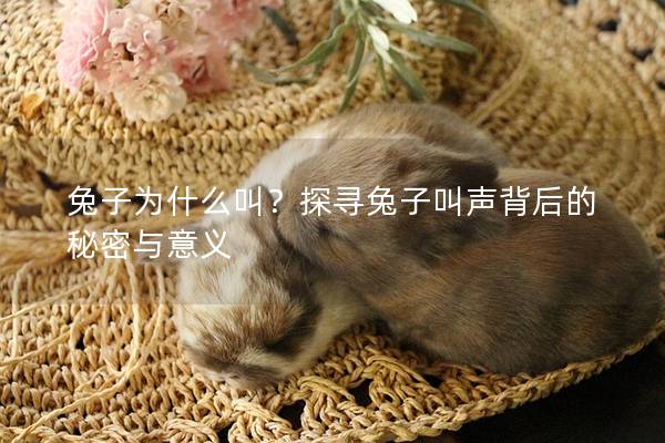 兔子为什么叫？探寻兔子叫声背后的秘密与意义