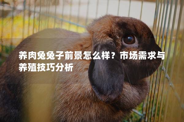 养肉兔兔子前景怎么样？市场需求与养殖技巧分析