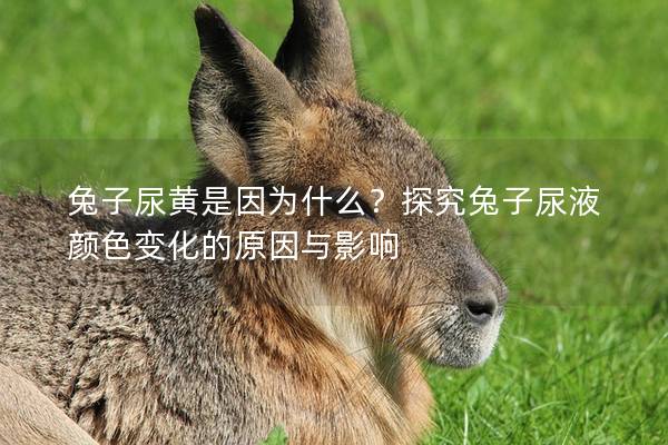 兔子尿黄是因为什么？探究兔子尿液颜色变化的原因与影响