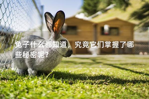 兔子什么都知道，究竟它们掌握了哪些秘密呢？
