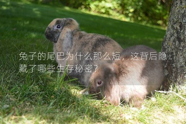 兔子的尾巴为什么那么短，这背后隐藏了哪些生存秘密？