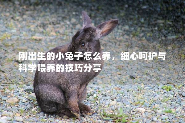 刚出生的小兔子怎么养，细心呵护与科学喂养的技巧分享