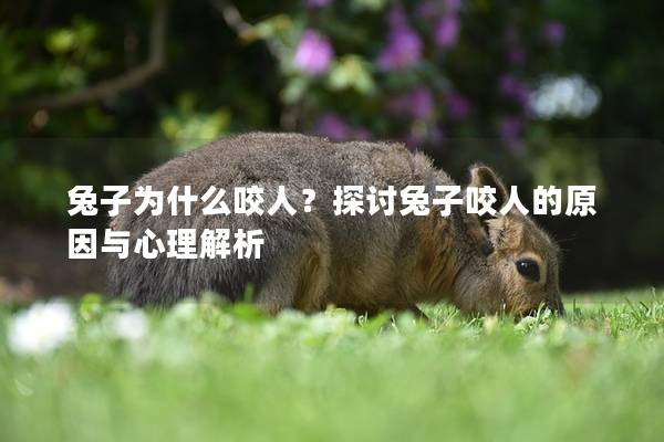 兔子为什么咬人？探讨兔子咬人的原因与心理解析