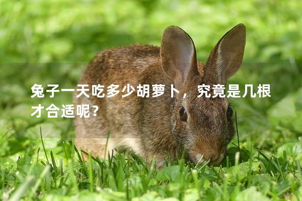 兔子一天吃多少胡萝卜，究竟是几根才合适呢？