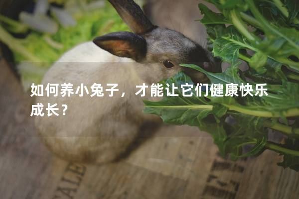 如何养小兔子，才能让它们健康快乐成长？