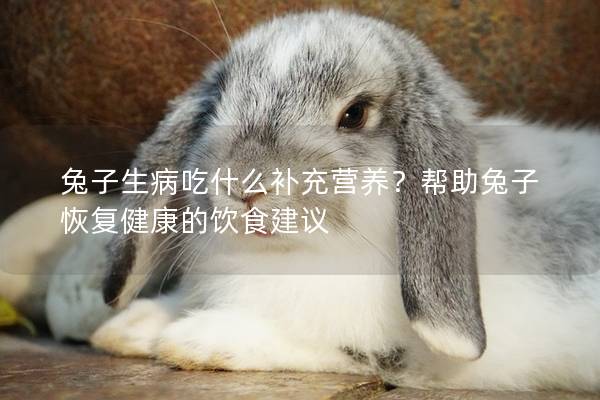 兔子生病吃什么补充营养？帮助兔子恢复健康的饮食建议