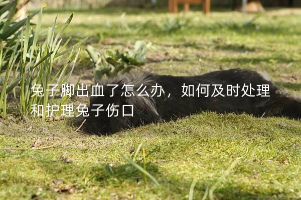 兔子脚出血了怎么办，如何及时处理和护理兔子伤口