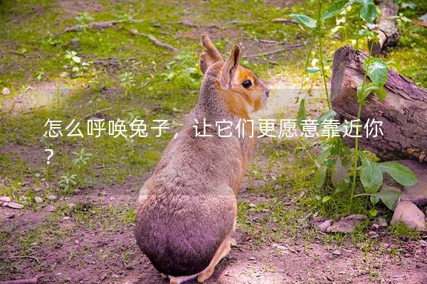 怎么呼唤兔子，让它们更愿意靠近你？