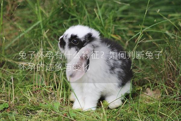 兔子怀孕有什么特征？如何判断兔子怀孕的迹象与变化