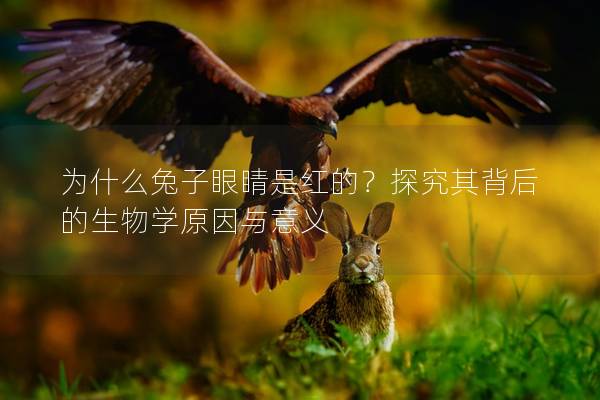 为什么兔子眼睛是红的？探究其背后的生物学原因与意义
