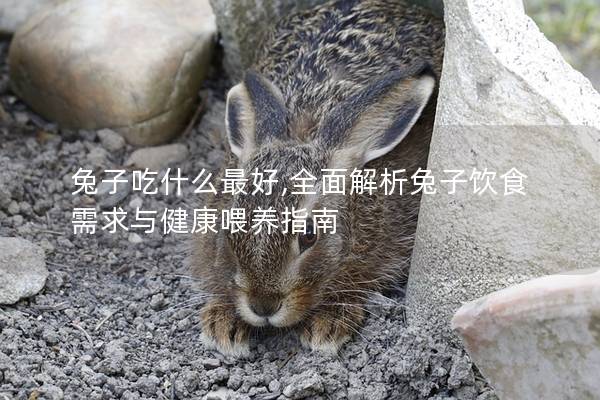兔子吃什么最好,全面解析兔子饮食需求与健康喂养指南