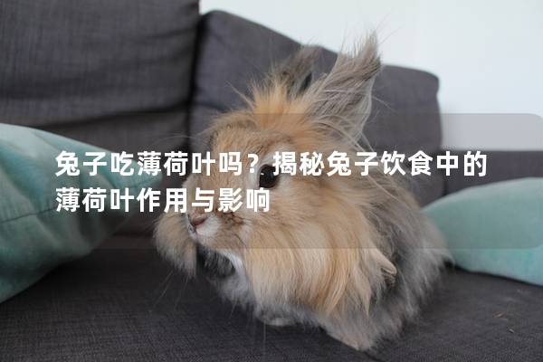 兔子吃薄荷叶吗？揭秘兔子饮食中的薄荷叶作用与影响
