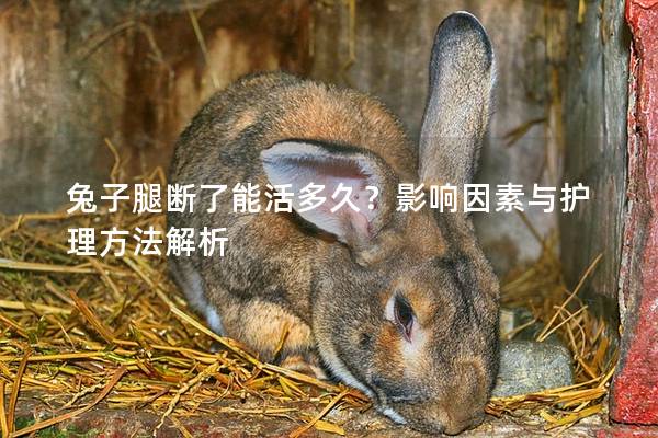 兔子腿断了能活多久？影响因素与护理方法解析