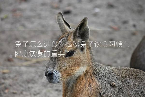 兔子怎么进食？揭秘兔子饮食习惯与健康饮食的重要性
