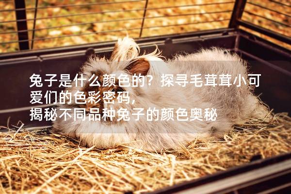 兔子是什么颜色的？探寻毛茸茸小可爱们的色彩密码, 揭秘不同品种兔子的颜色奥秘