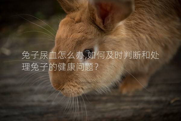 兔子尿血怎么办,如何及时判断和处理兔子的健康问题？