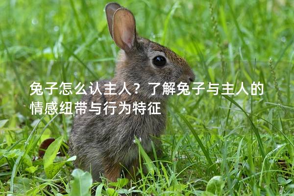 兔子怎么认主人？了解兔子与主人的情感纽带与行为特征
