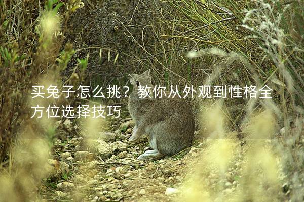 买兔子怎么挑？教你从外观到性格全方位选择技巧