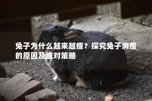 兔子为什么越来越瘦？探究兔子消瘦的原因及应对策略