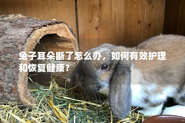 兔子耳朵断了怎么办，如何有效护理和恢复健康？