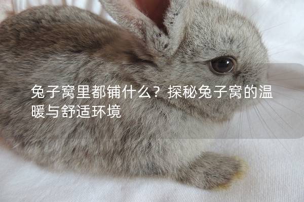 兔子窝里都铺什么？探秘兔子窝的温暖与舒适环境