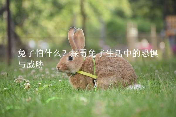兔子怕什么？探寻兔子生活中的恐惧与威胁