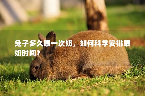 兔子多久喂一次奶，如何科学安排喂奶时间？
