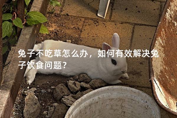 兔子不吃草怎么办，如何有效解决兔子饮食问题？