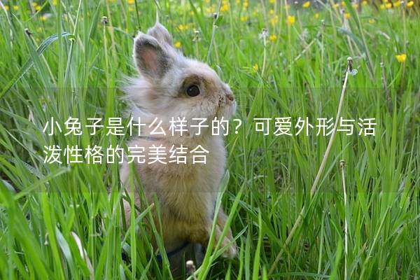小兔子是什么样子的？可爱外形与活泼性格的完美结合