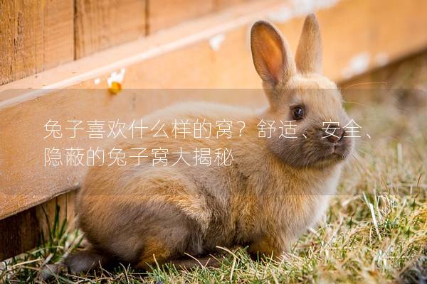 兔子喜欢什么样的窝？舒适、安全、隐蔽的兔子窝大揭秘
