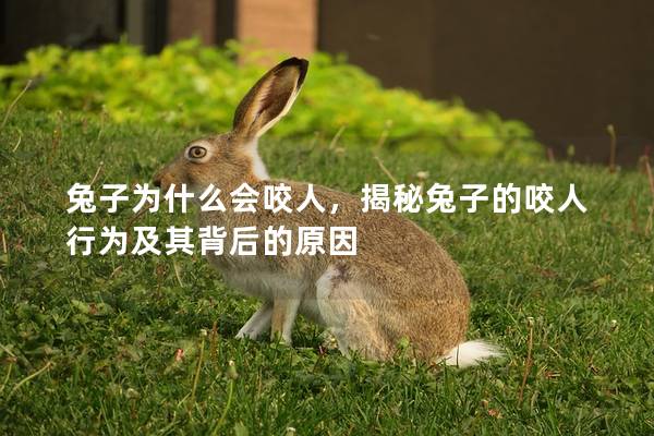 兔子为什么会咬人，揭秘兔子的咬人行为及其背后的原因