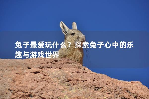 兔子最爱玩什么？探索兔子心中的乐趣与游戏世界
